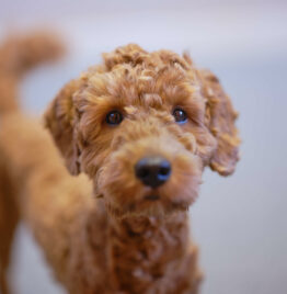 VS170 Martin Hogeboom 2025 10 01